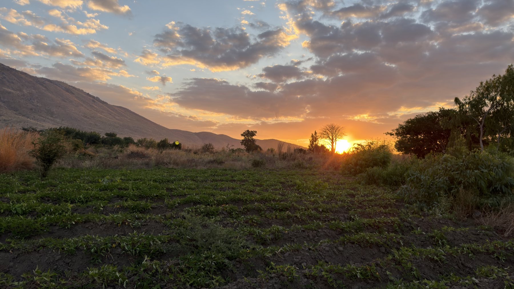 Sunset over a planted field in Malawi