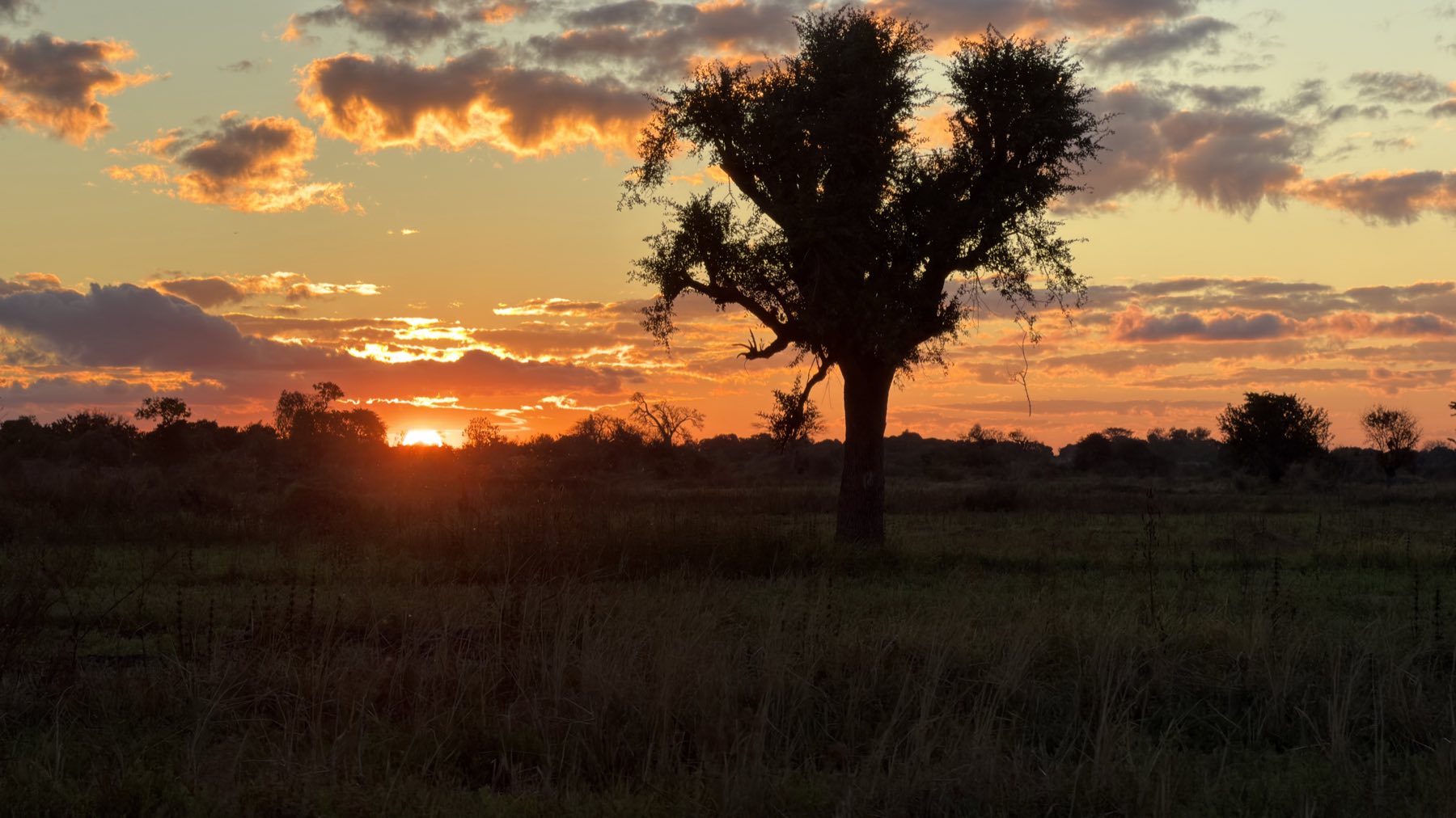 A lone tree against a Malawian sunset