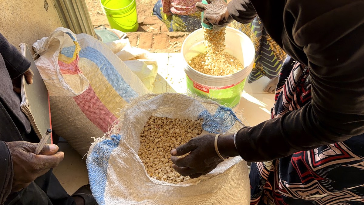 Measuring out maize into a bucket