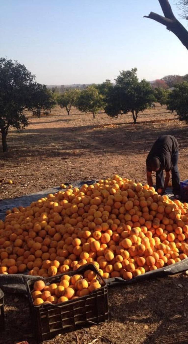 A pile of freshly picked oranges on a tarp in the orchard